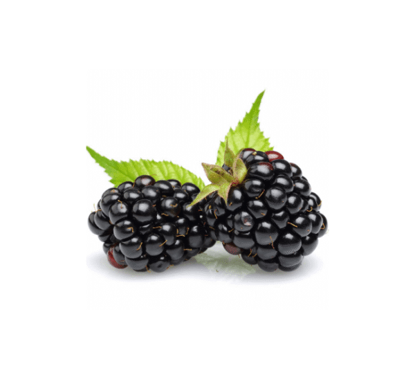 Organic Blueberries Package - Image 6